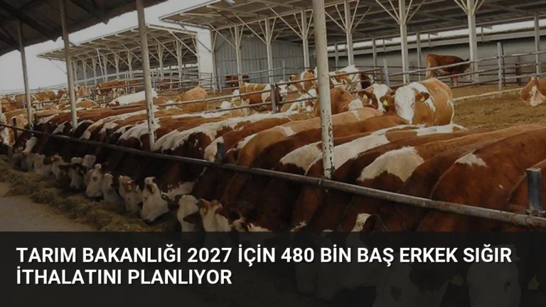 Tarım Bakanlığı 2027 İçin 480 Bin Baş Erkek Sığır İthalatını Planlıyor