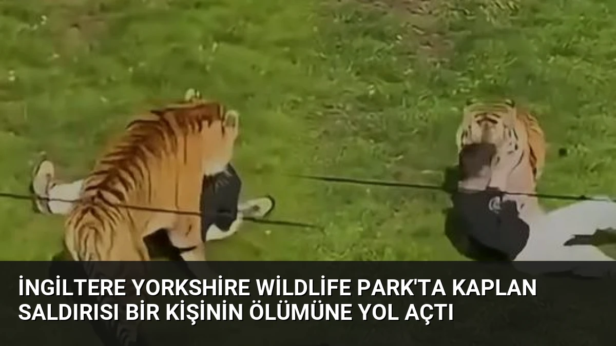 İngiltere Yorkshire Wildlife Park’ta kaplan saldırısı bir kişinin ölümüne yol açtı